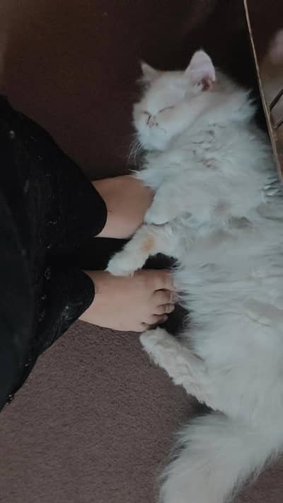 Persian male