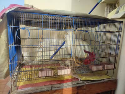 adult rooster for sale