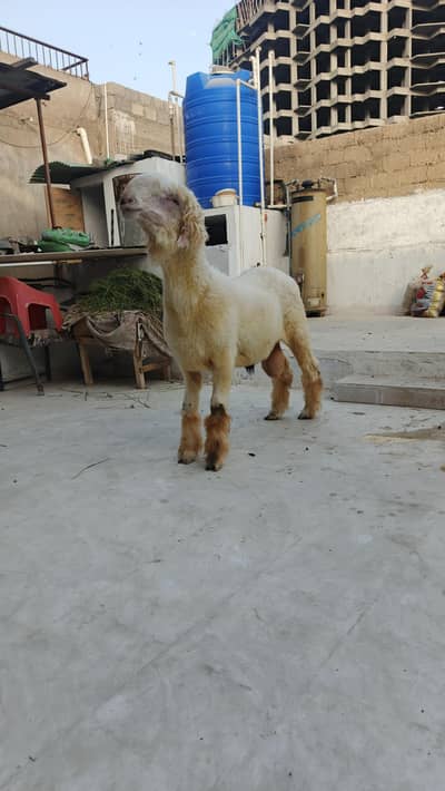 mundra dera gazikhan