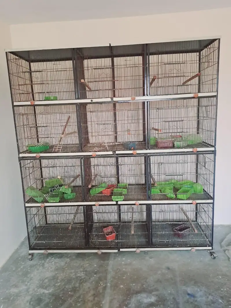 Love birds cage