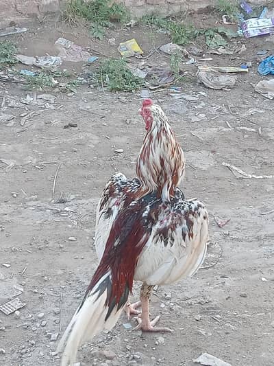 high quality cheena murgah for sale