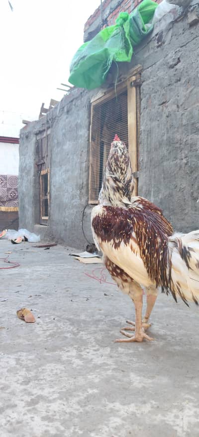 Sindhi aseel murgi home breed