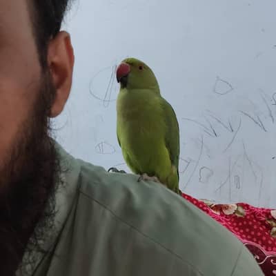 hand tame ringneck parrot