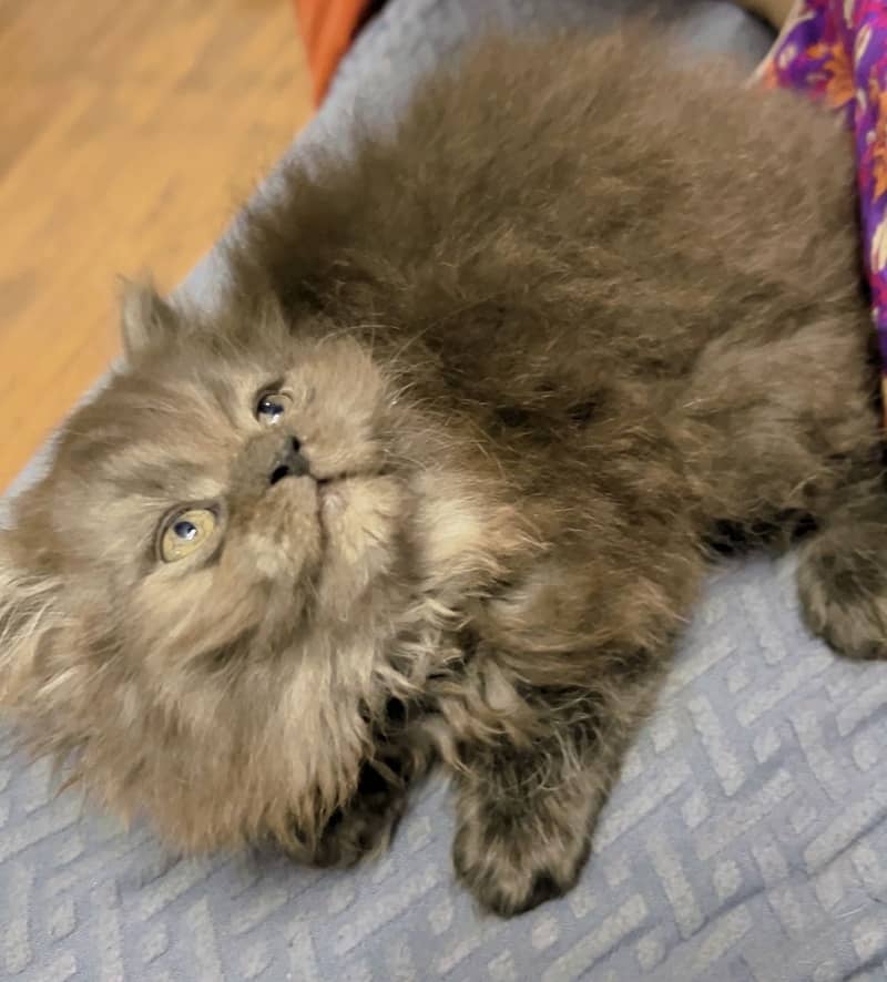 Persian Kitten 0