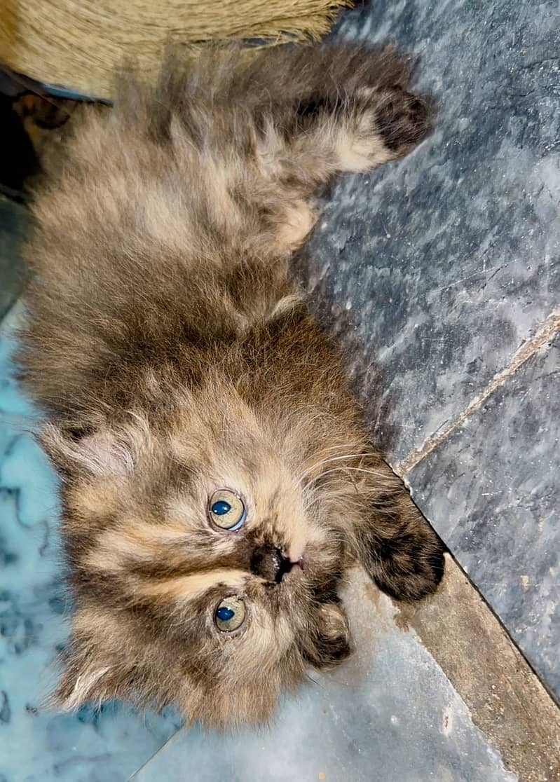 Persian Kitten 1