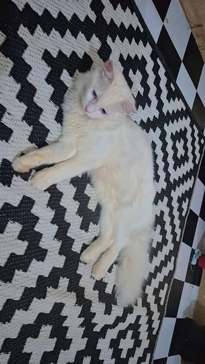 male and female cats  parshion white wale cat ki blue eyes hy