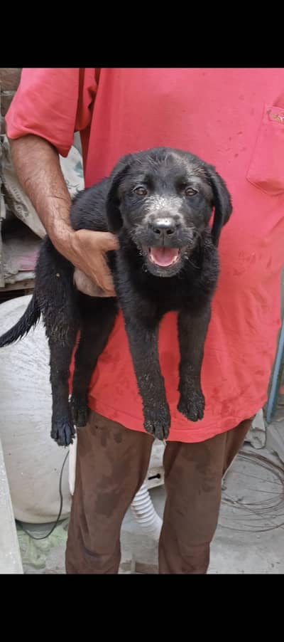 Quality Labrador Female Puppy Available