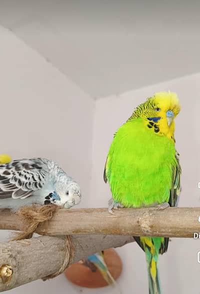 Exhibition Budgie top quality breeder  Pair
