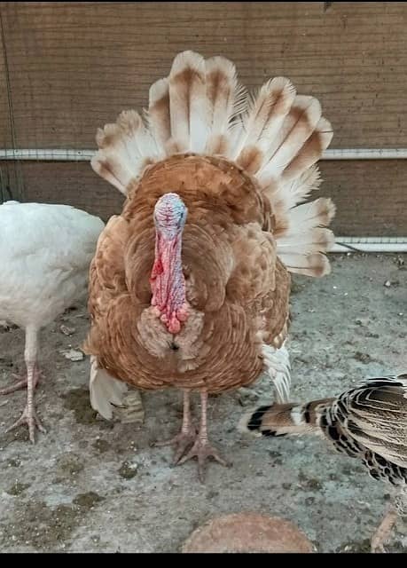 Turkey bird 0