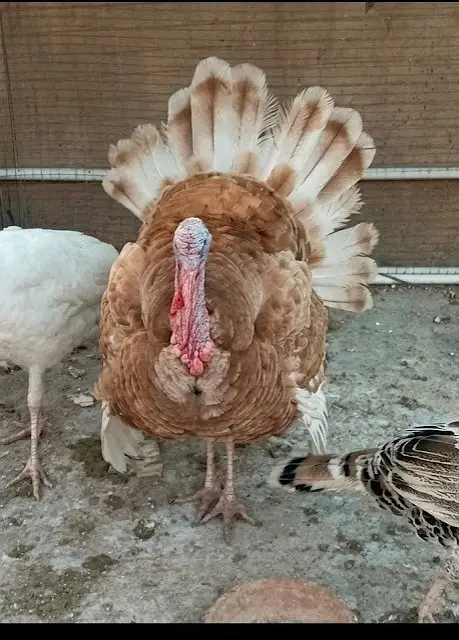 Turkey bird