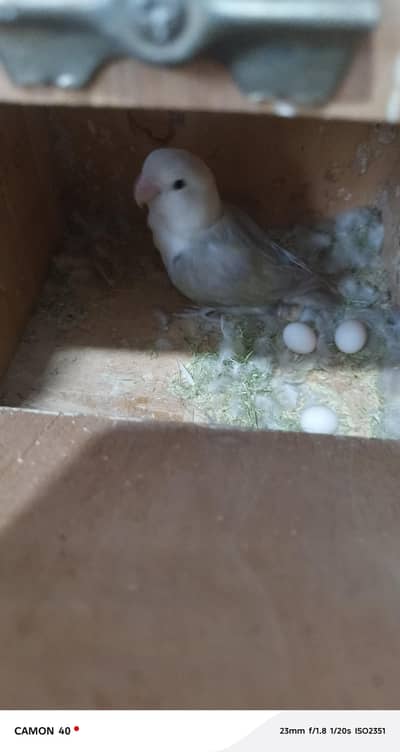 love birds nad budgri