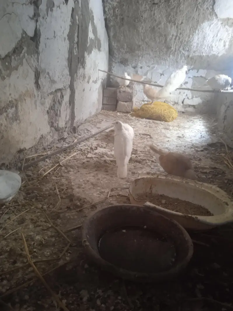 khumry pair