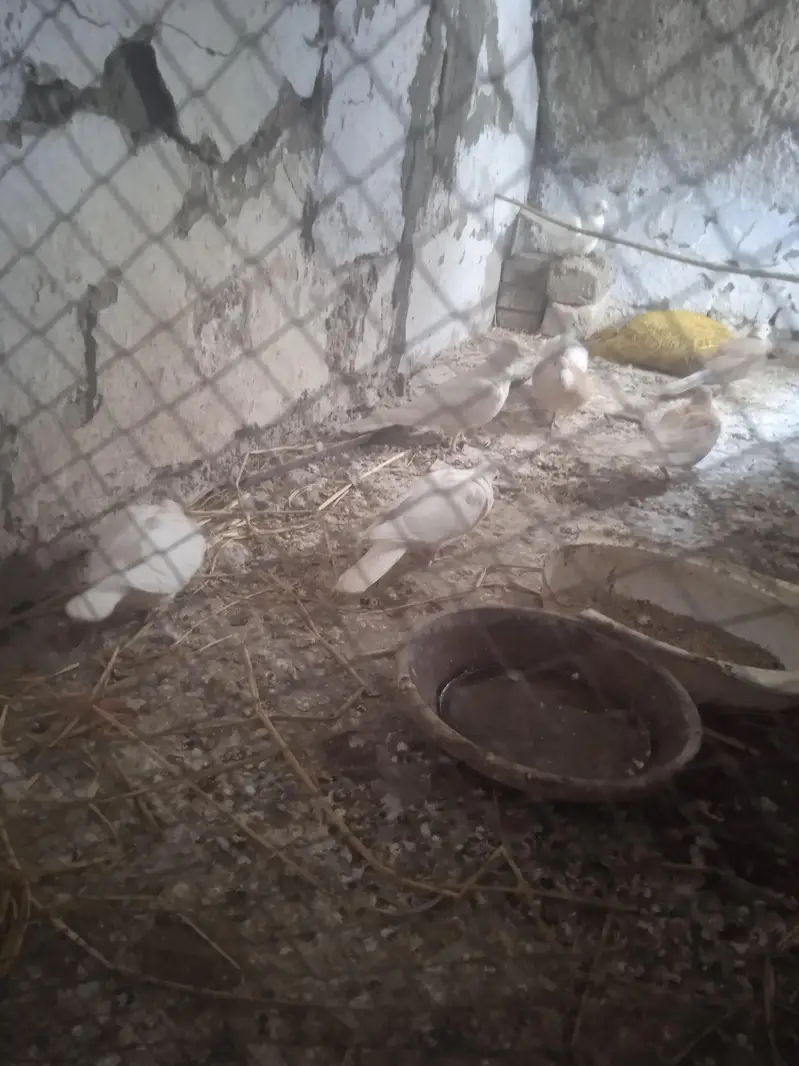 khumry pair — photo 2