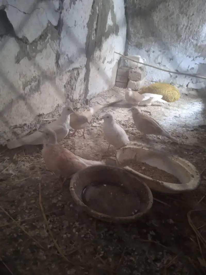 khumry pair — photo 3