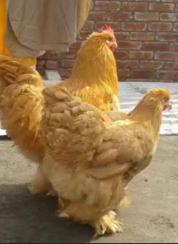 Golden   buff 2