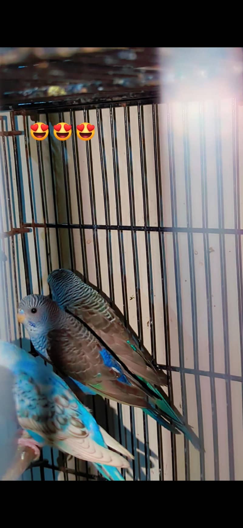 black wing 0