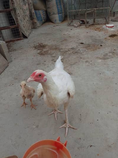 Heera murgi Or 1 Heera chicks