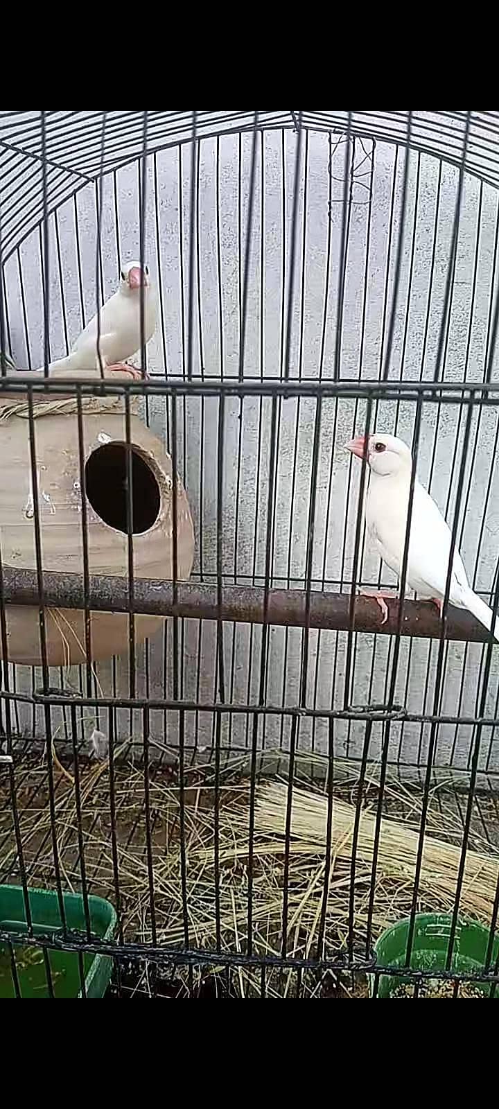 finhes pair & java available +cage 2