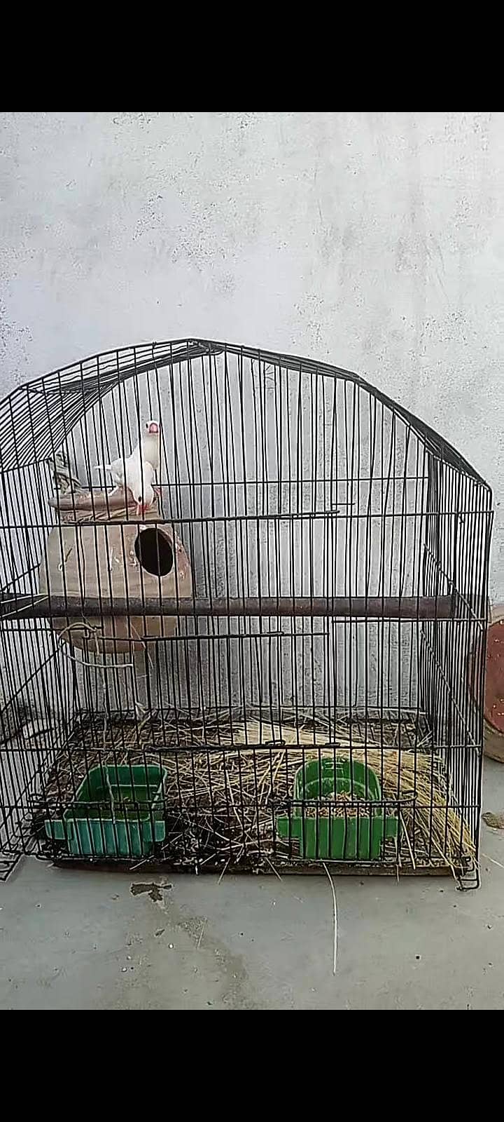 finhes pair & java available +cage 3