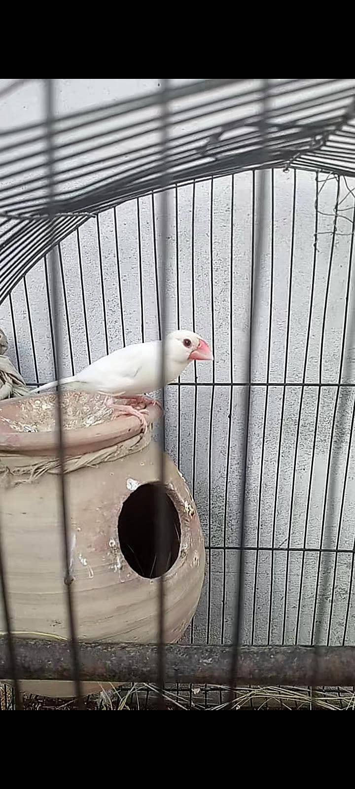 finhes pair & java available +cage 4