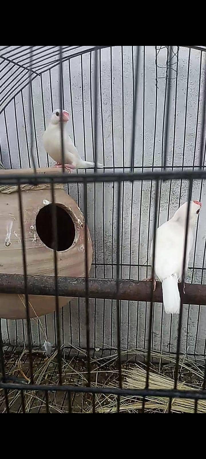 finhes pair & java available +cage 5