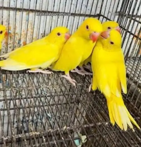 Yellow ringneck Pattay — photo 2
