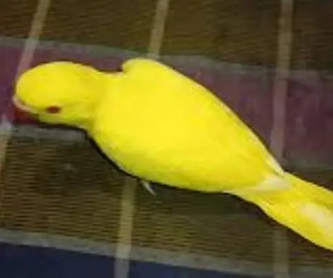 Yellow ringneck Pattay — photo 3