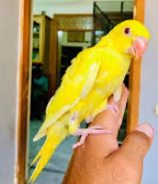 Yellow ringneck Pattay — photo 4