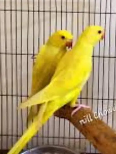 Yellow ringneck Pattay