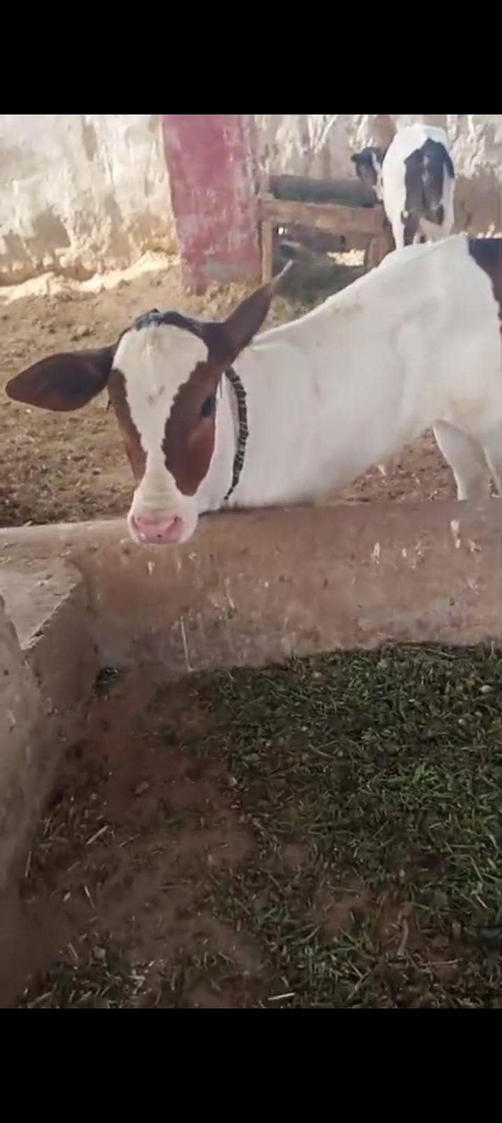 تازہ سوا پہلن گائے 0