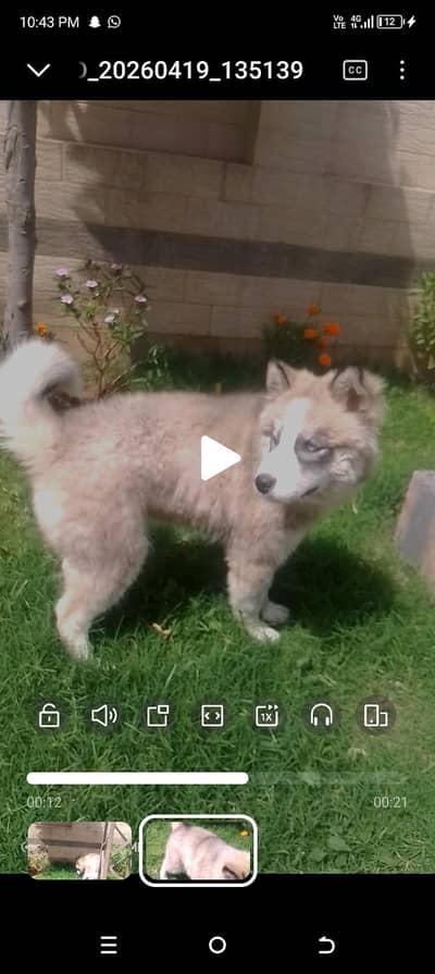 husky