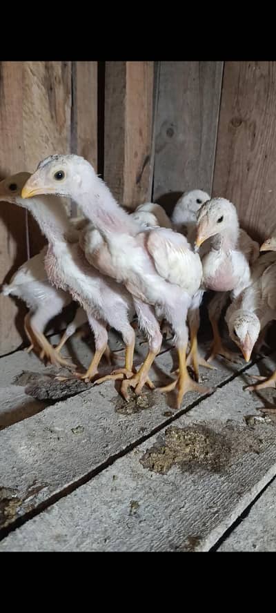 pure white shamo chicks