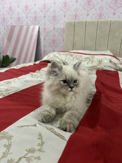 Persian kitten male and female