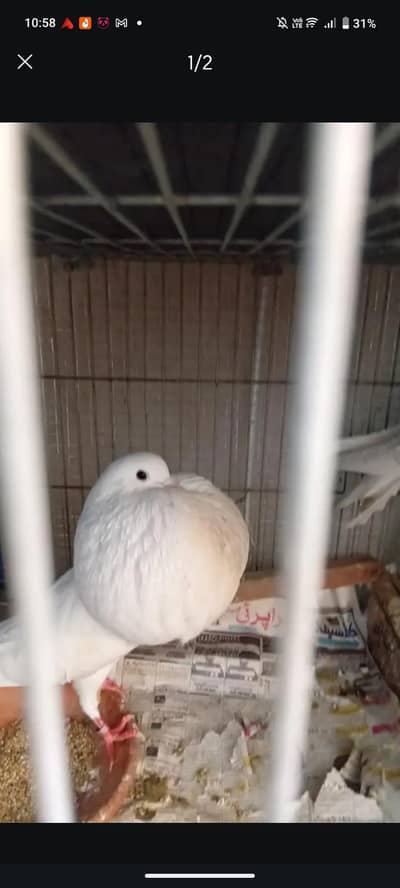 Netherland original breed breader pair healthy and active balloon pige