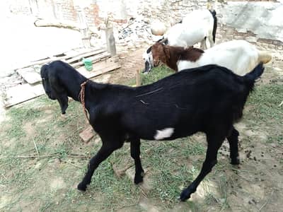Desi Bakray for Sale | Healthy & Home Breed