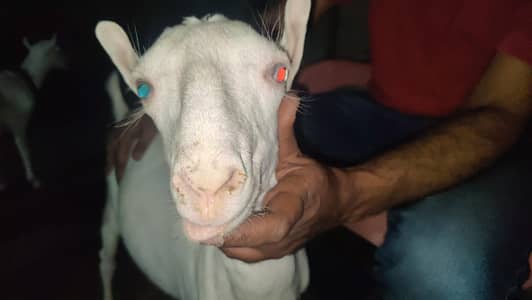pure gulaabi pointed teddy males pair
