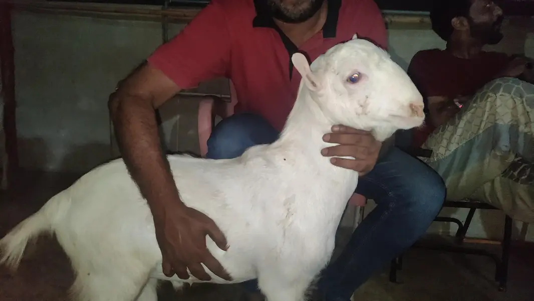2 males  pure gulaabi pointed teddy
