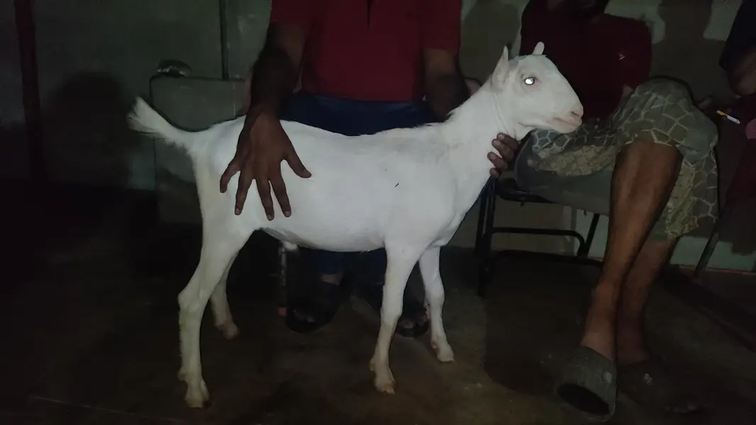 2 males  pure gulaabi pointed teddy — photo 3
