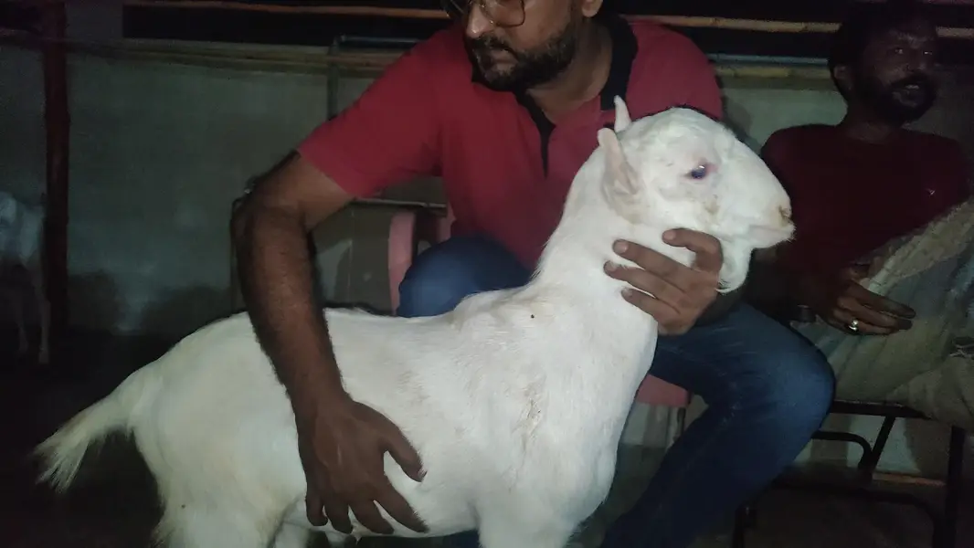 2 males  pure gulaabi pointed teddy — photo 4