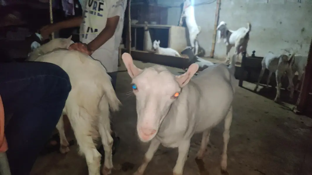 2 males  pure gulaabi pointed teddy — photo 5