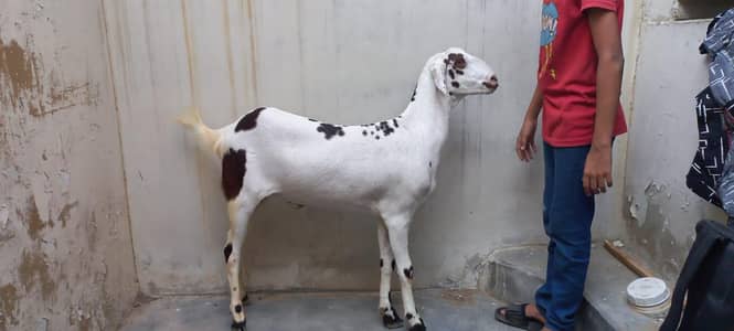 goats for sale qurbani