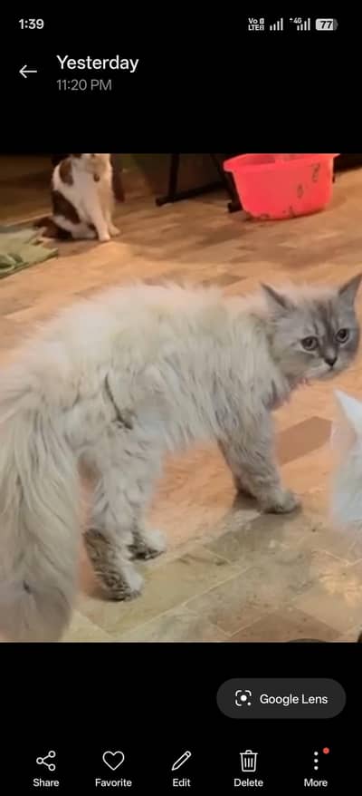 my male female cat dog available