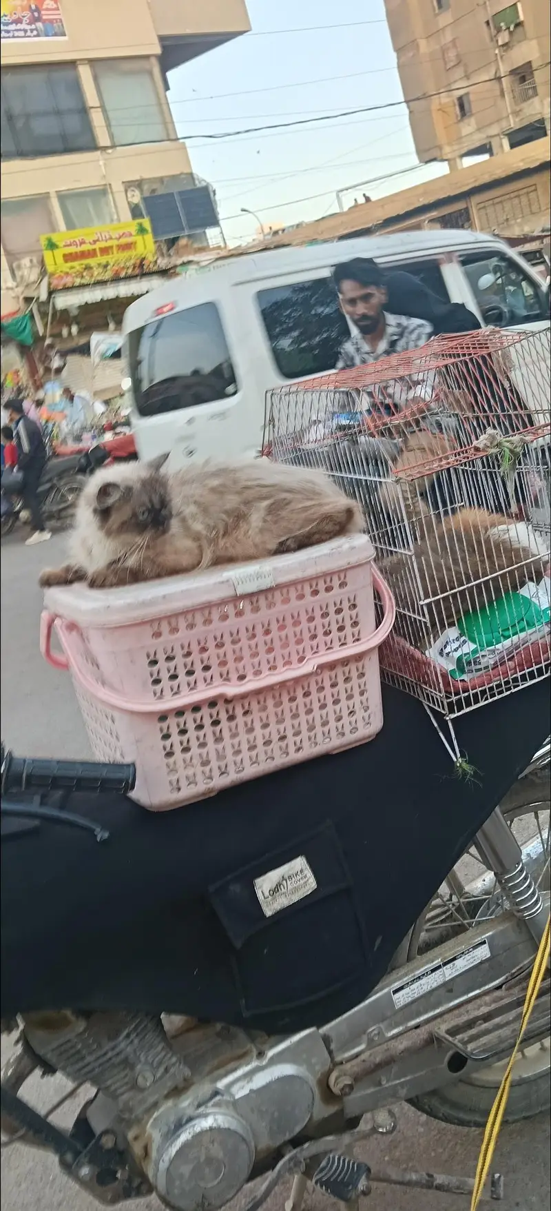 my male female cat dog available — photo 2