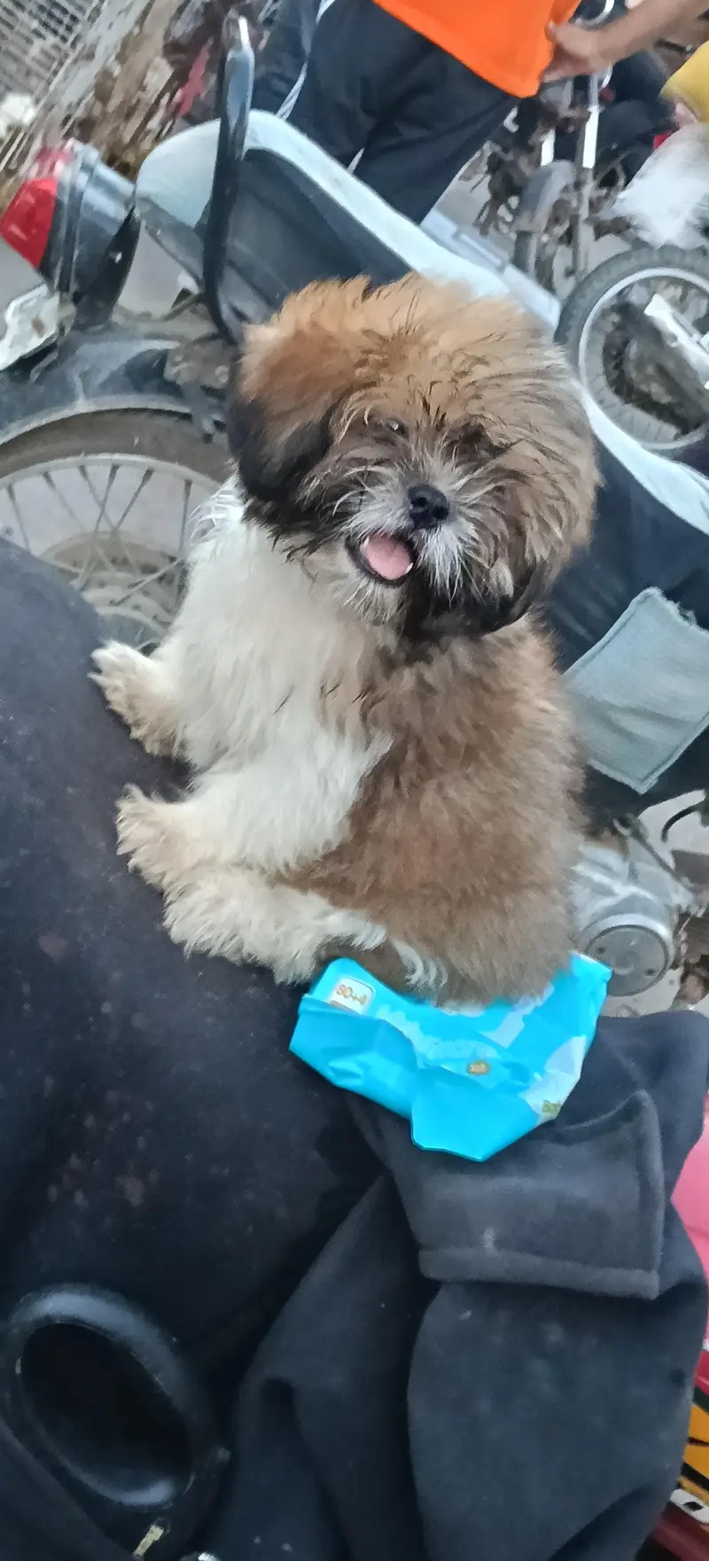 my male female cat dog available — photo 3