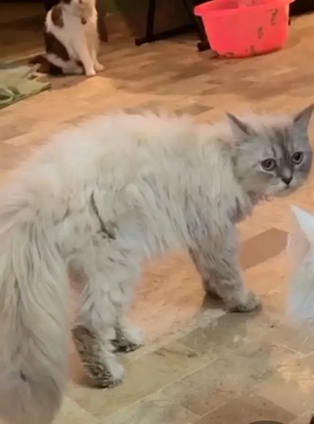 my male female cat dog available — photo 4