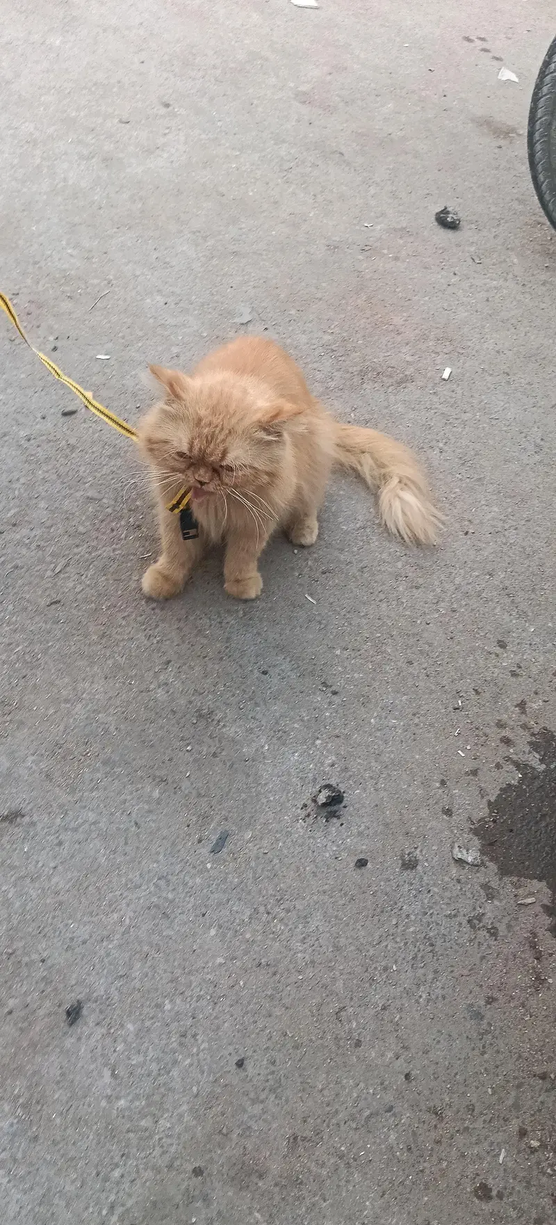 my male female cat dog available — photo 5