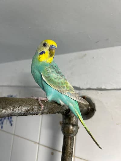skyblue Rainbow  Male ready to breed