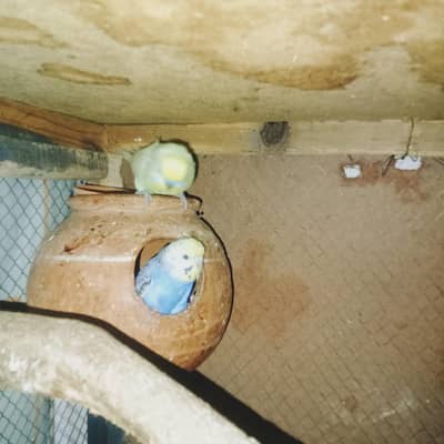 3 budgies pair