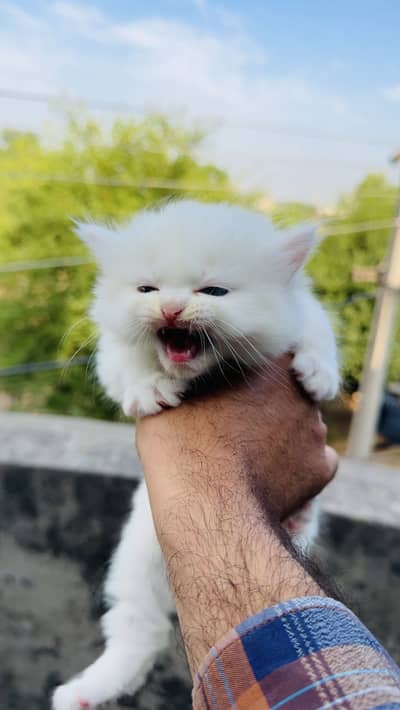 3 Persian Kittens for sale