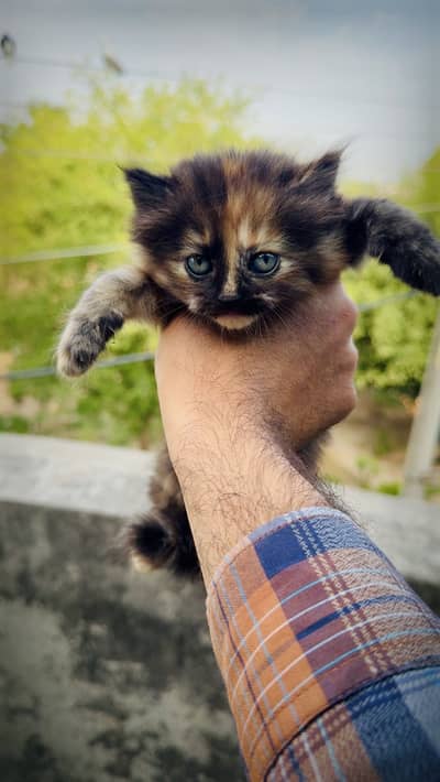 2 Persian Kittens for sale